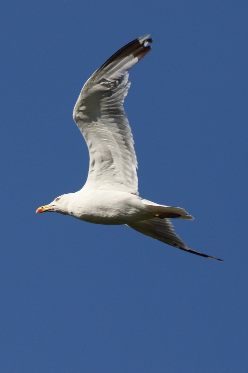 Gaviota Argéntea - ML620741410