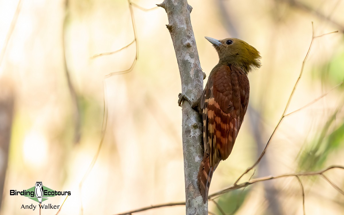 Pale-headed Woodpecker - ML620741412