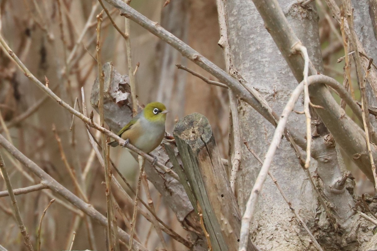 Graumantel-Brillenvogel - ML620741413