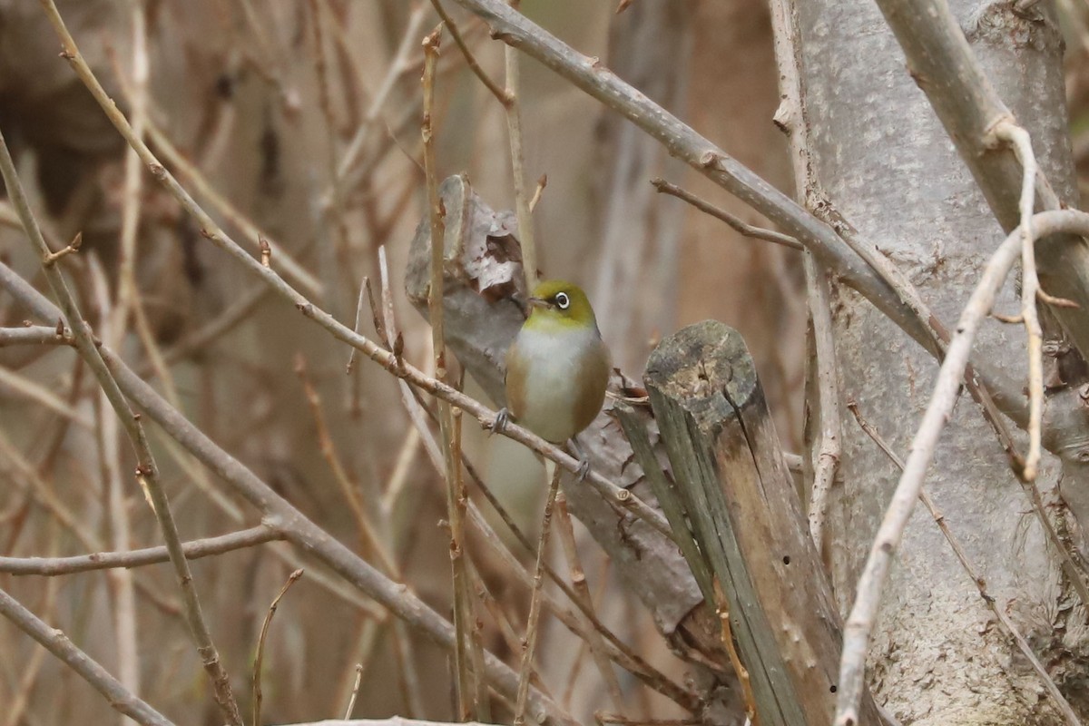 Graumantel-Brillenvogel - ML620741414