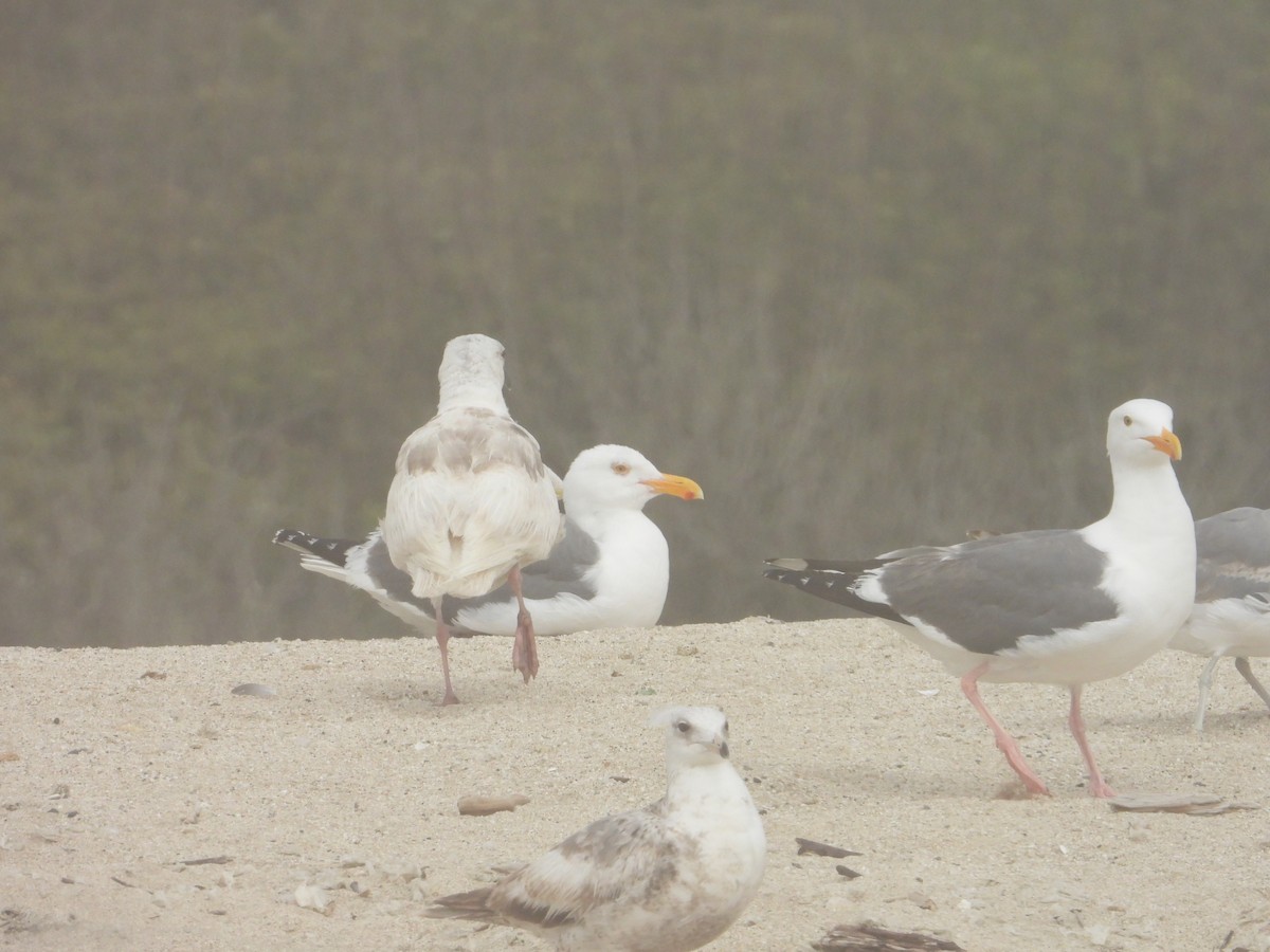 Larus sp. - ML620741415