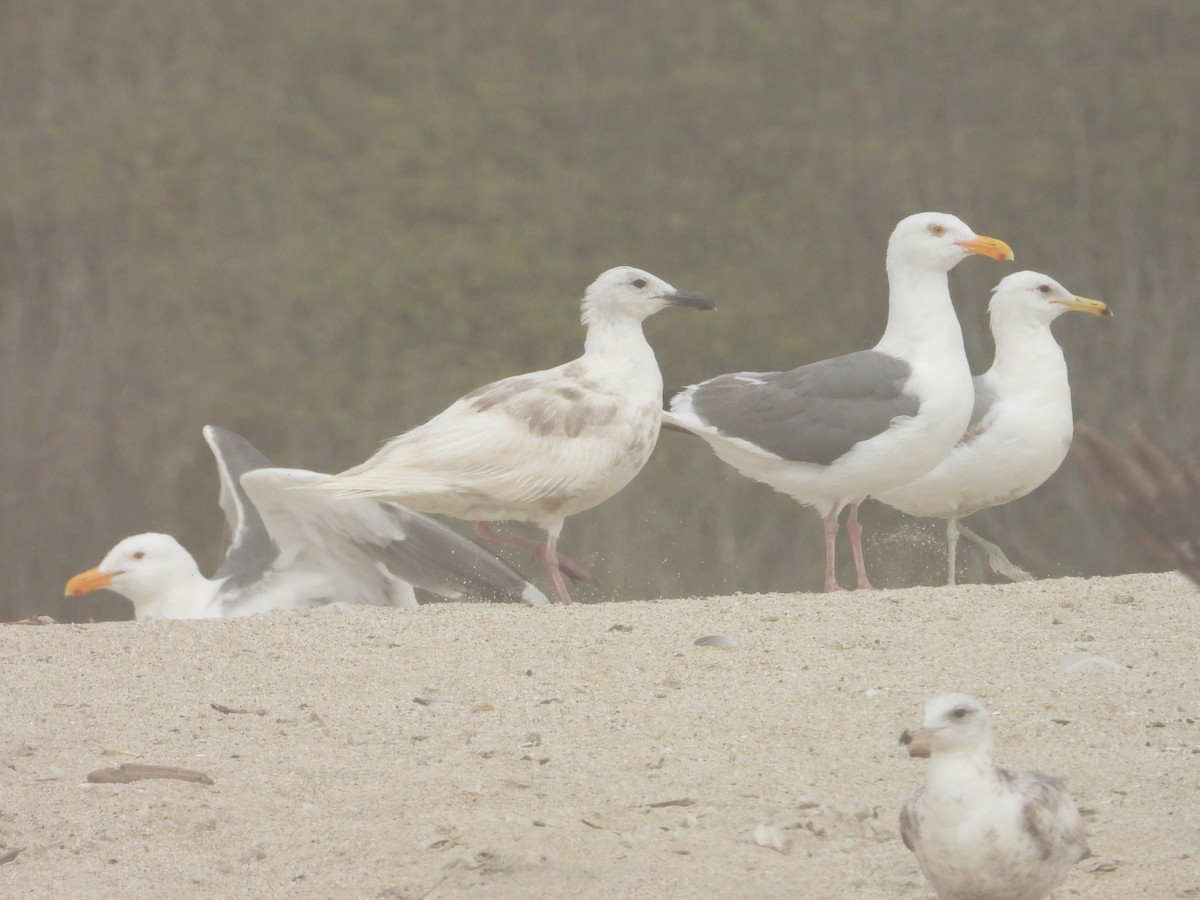 Larus sp. - ML620741416