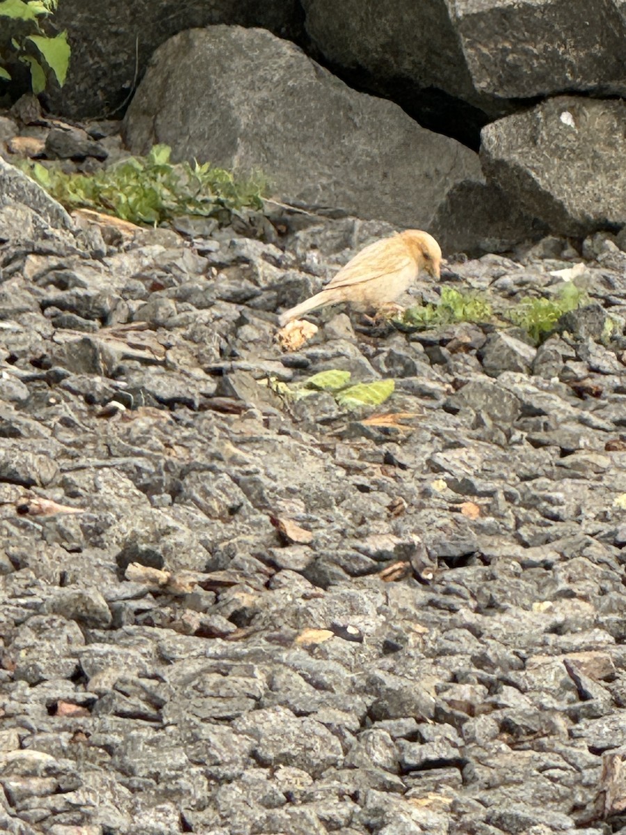 House Sparrow - ML620741417