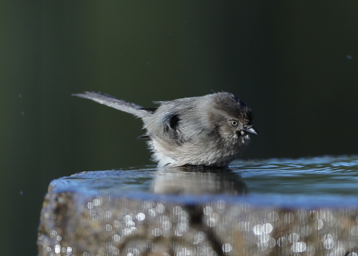 Bushtit - ML620741420