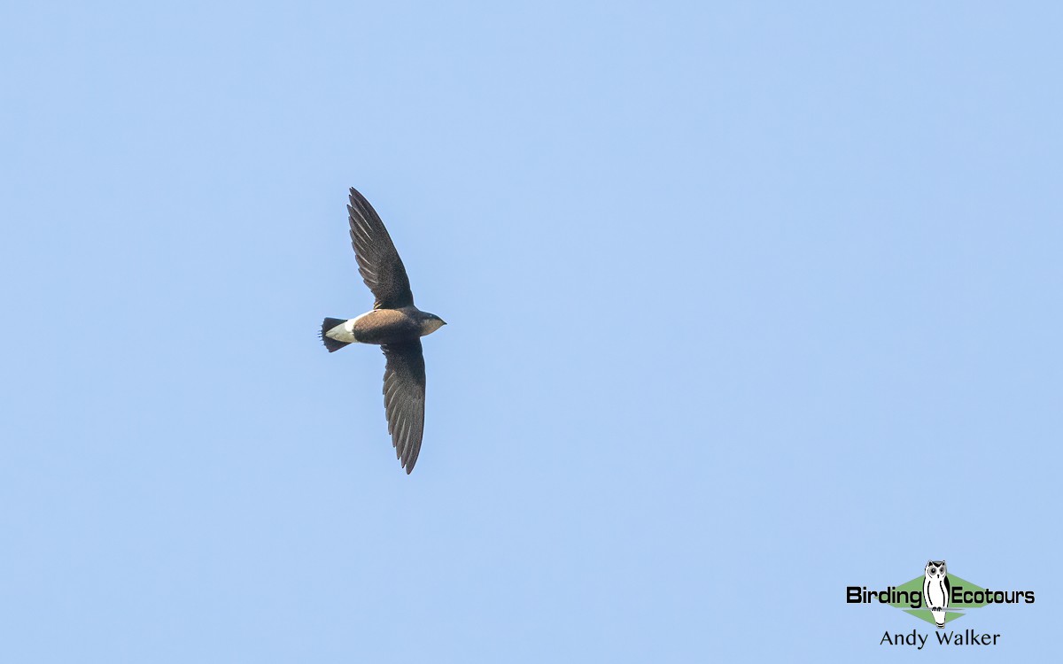 Silver-backed Needletail - ML620741421