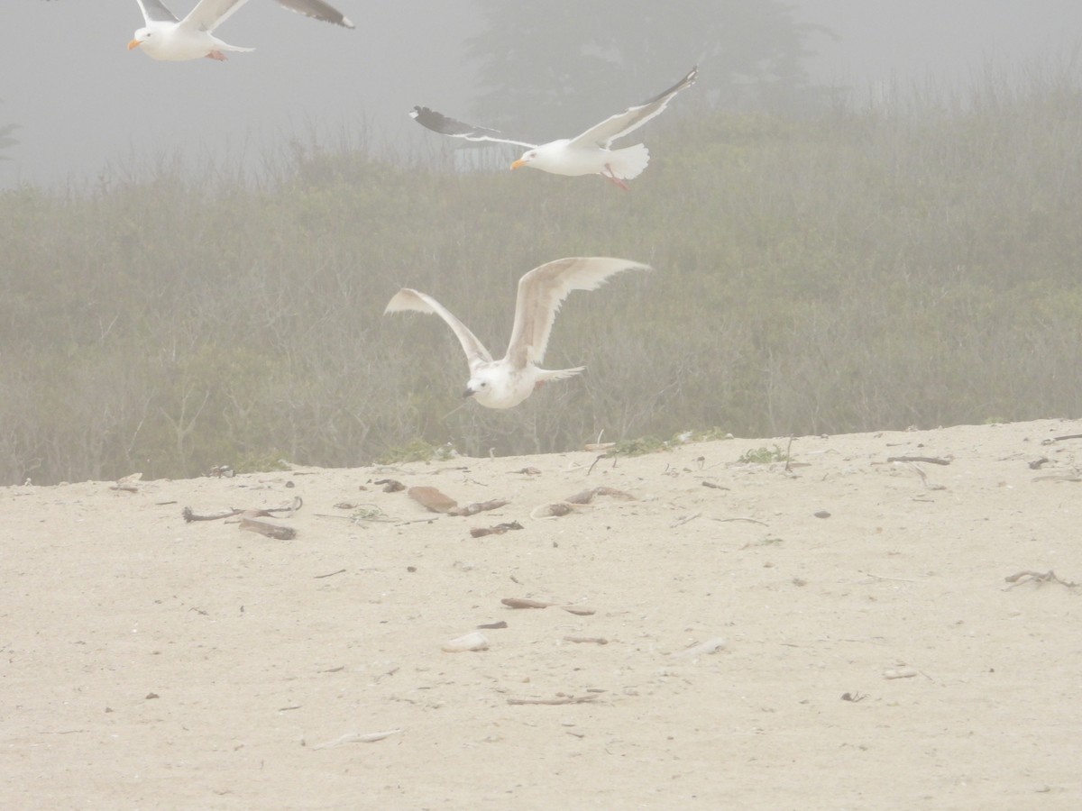 Larus sp. - ML620741423