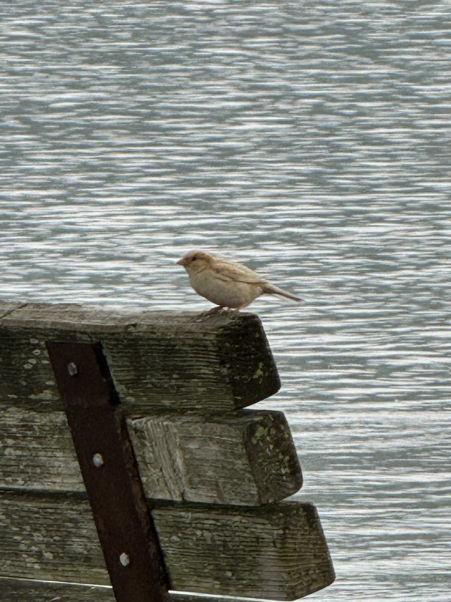 Moineau domestique - ML620741424