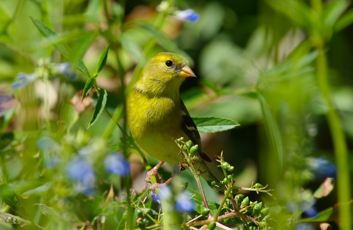 American Goldfinch - chuck gehringer