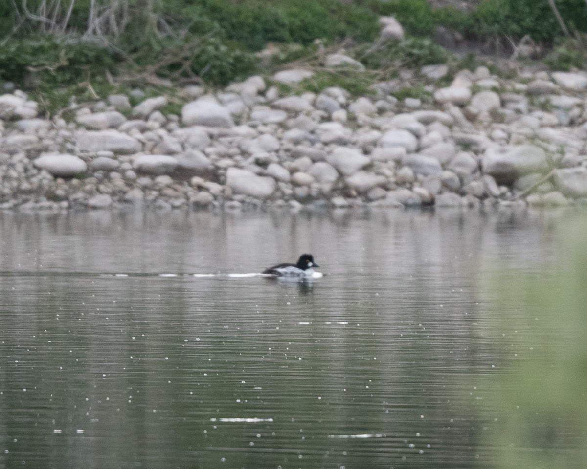 Common/Barrow's Goldeneye - ML620741437