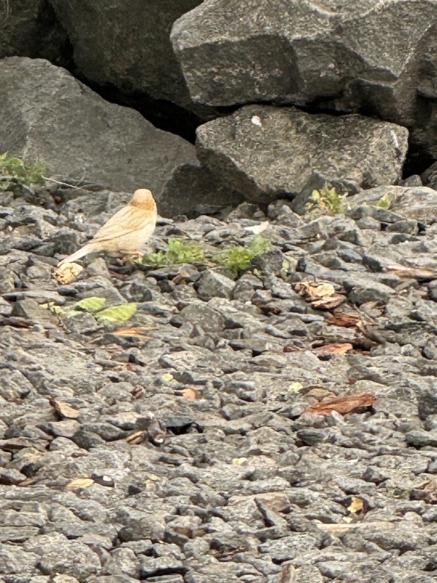 House Sparrow - ML620741438