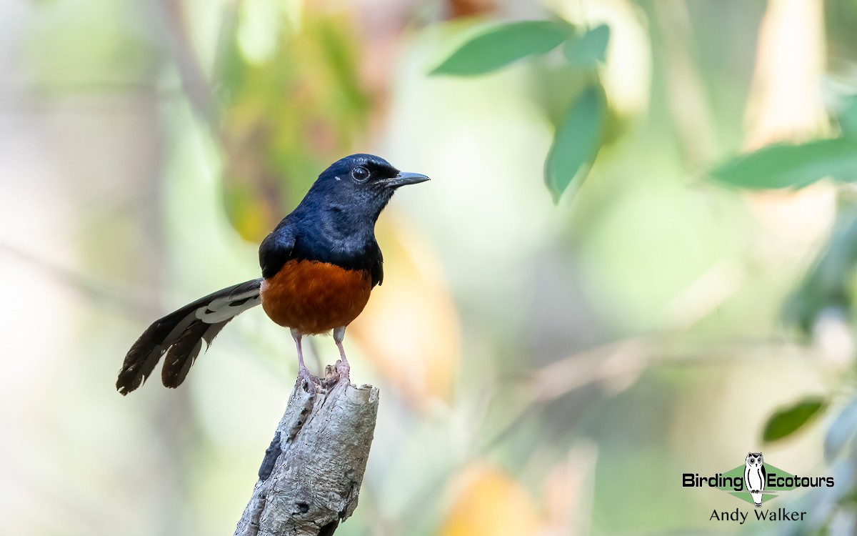 White-rumped Shama (White-rumped) - ML620741439