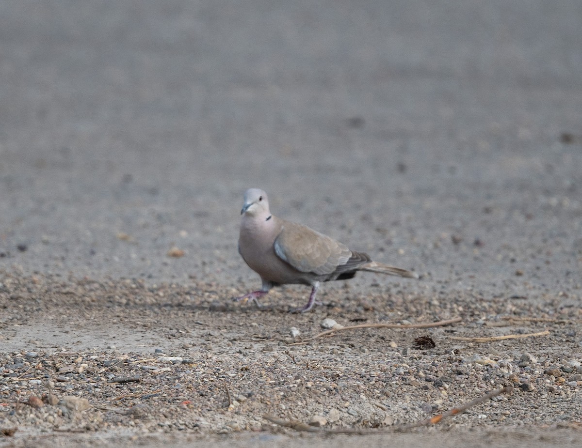 Eurasian Collared-Dove - ML620741440