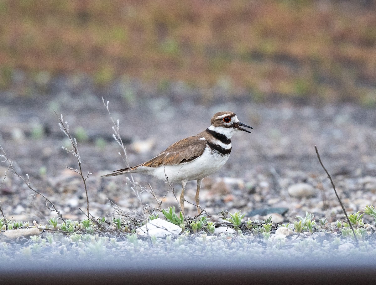 Killdeer - ML620741443