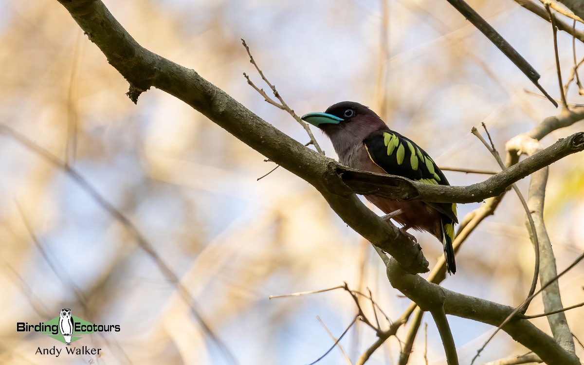 Banded Broadbill (Banded) - Andy Walker - Birding Ecotours