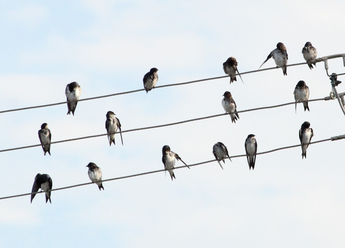 Gray-breasted Martin - ML620741451