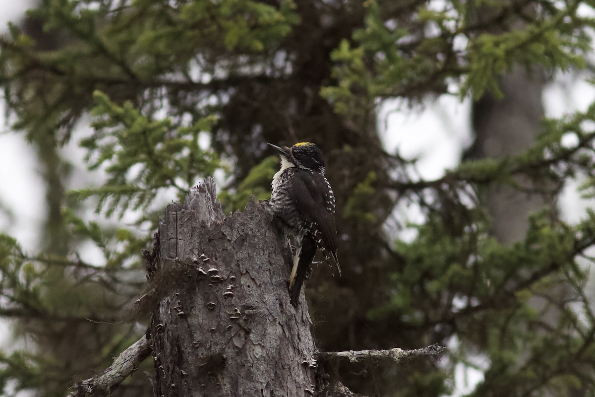 American Three-toed Woodpecker - ML620741456