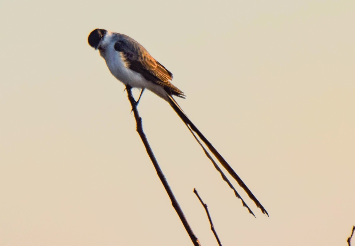 Fork-tailed Flycatcher - ML620741459