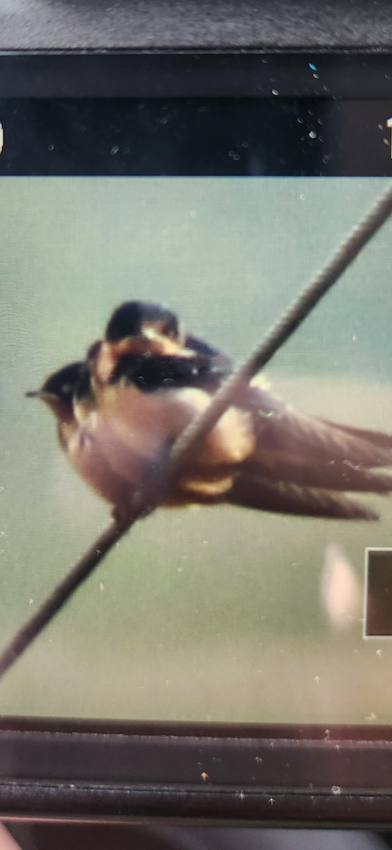 Barn Swallow - ML620741466