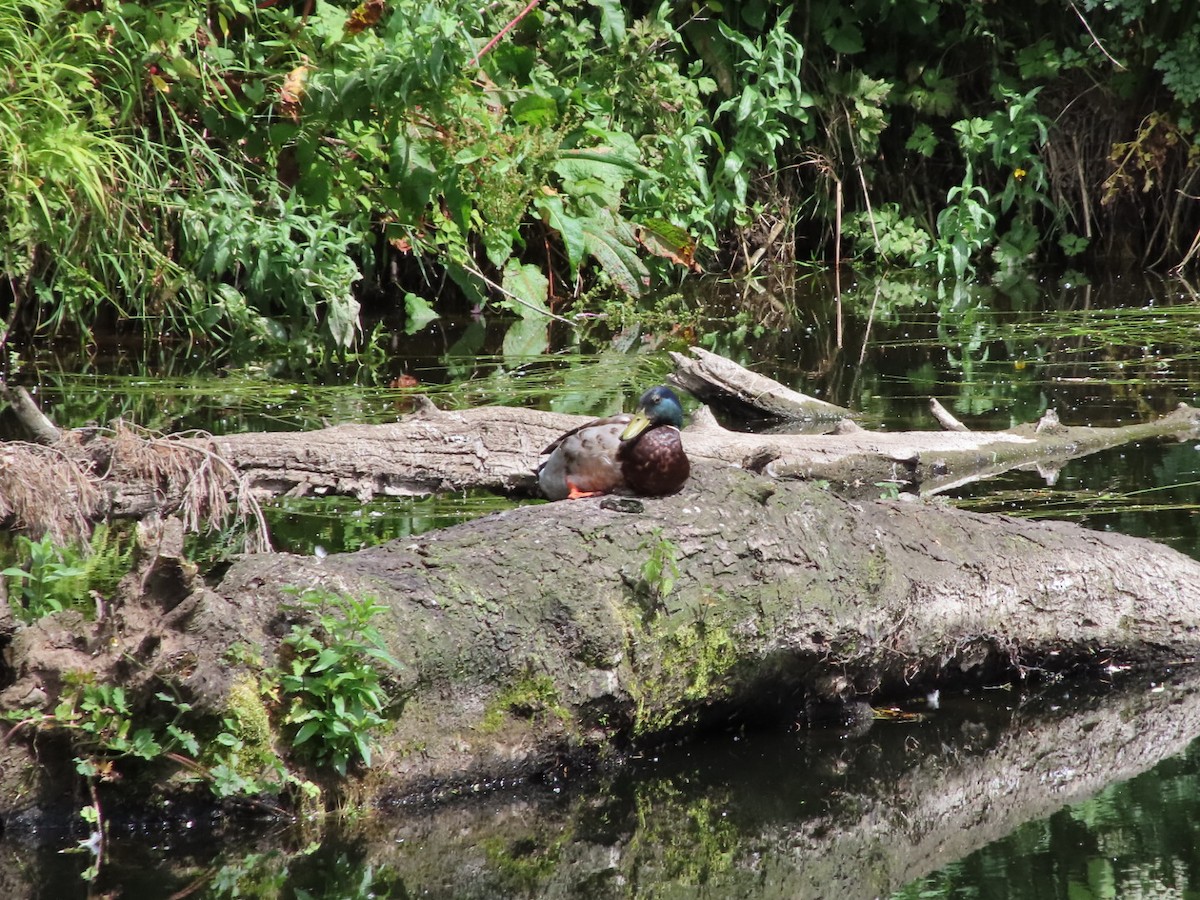 Canard colvert - ML620741470