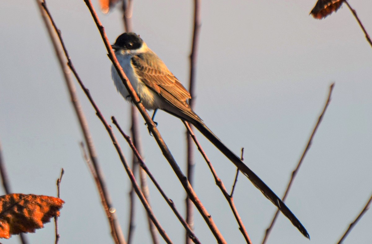 Fork-tailed Flycatcher - Ken Milender