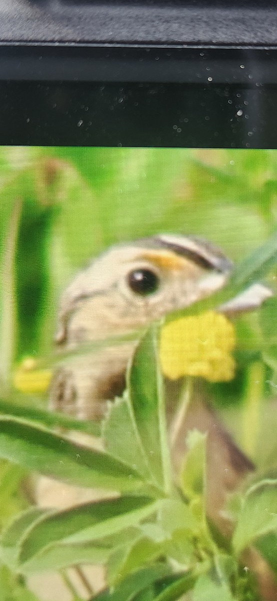 Grasshopper Sparrow - ML620741475