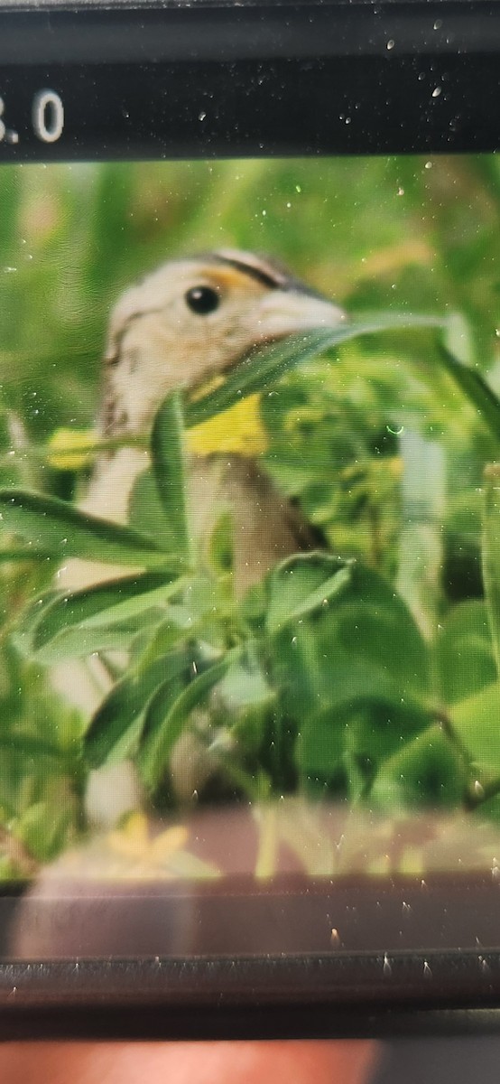 Grasshopper Sparrow - ML620741476