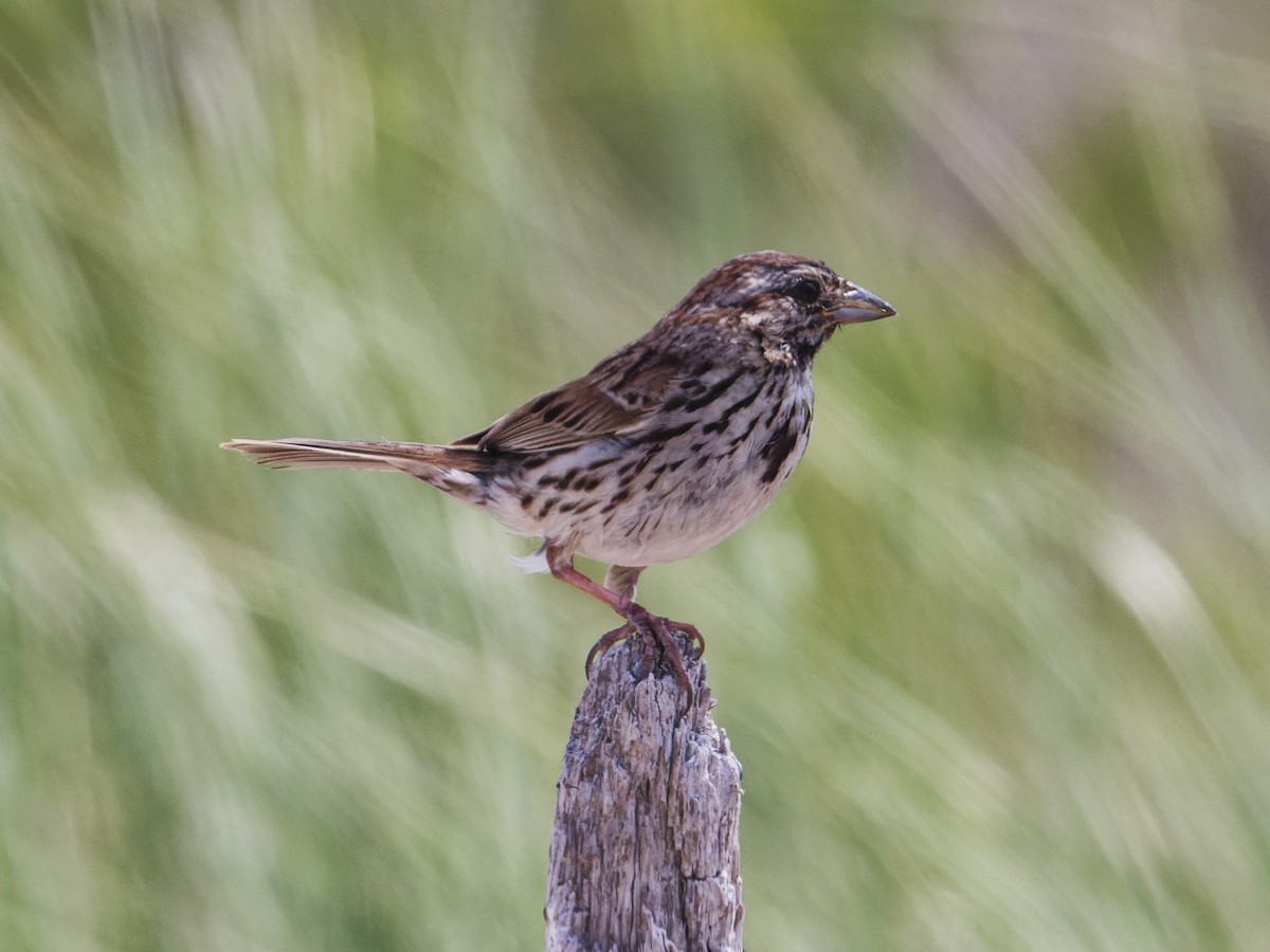 Song Sparrow - ML620741478