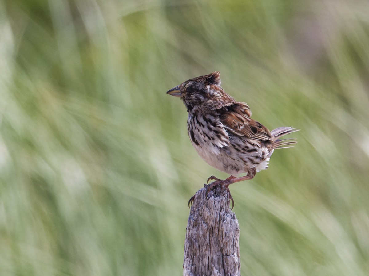 Song Sparrow - ML620741479