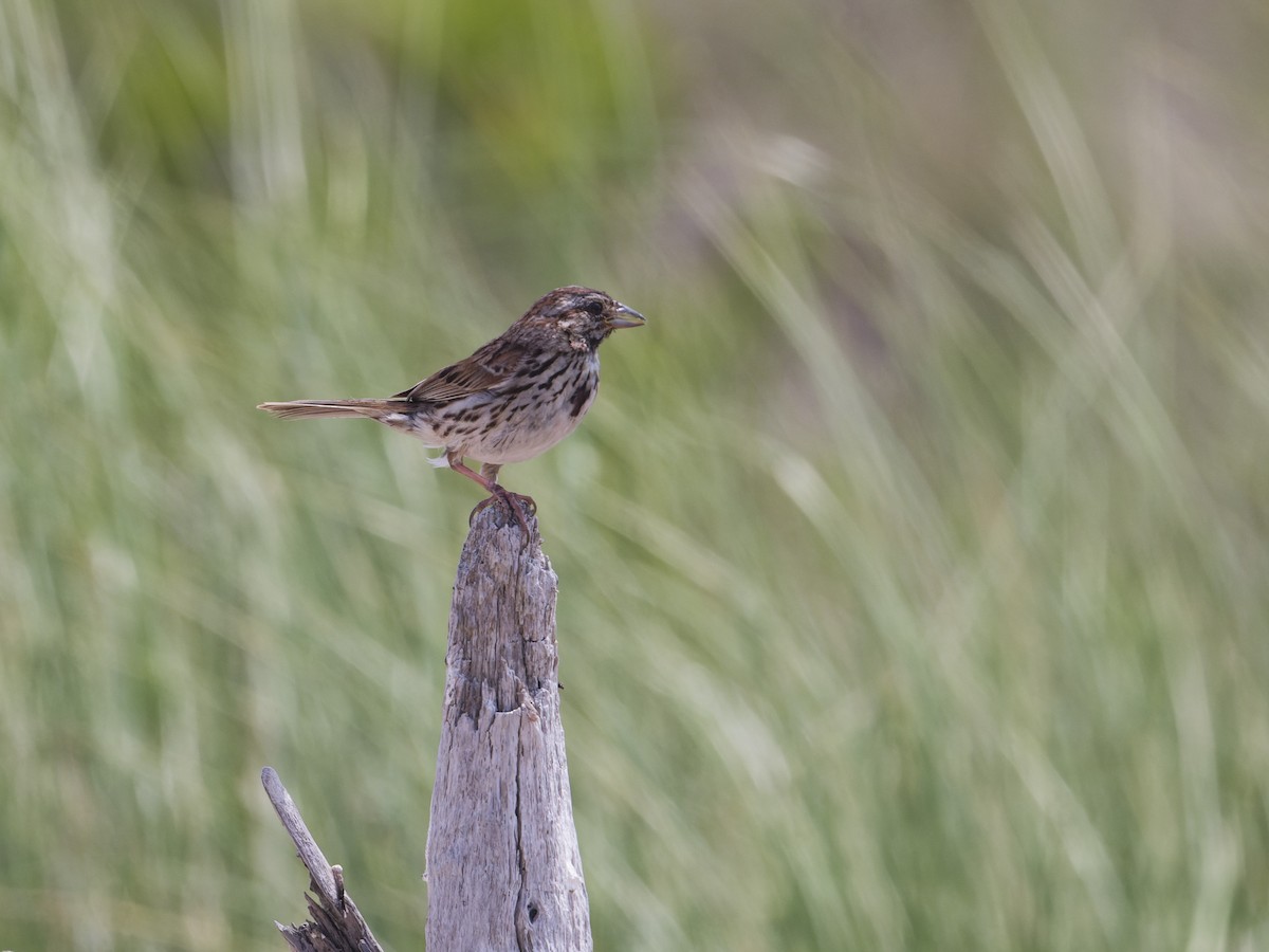 Song Sparrow - ML620741480