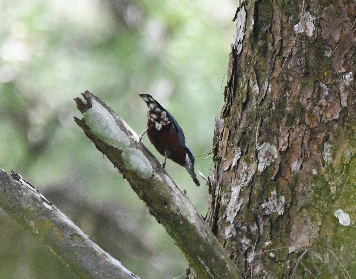 Chestnut-bellied Nuthatch - ML620741488