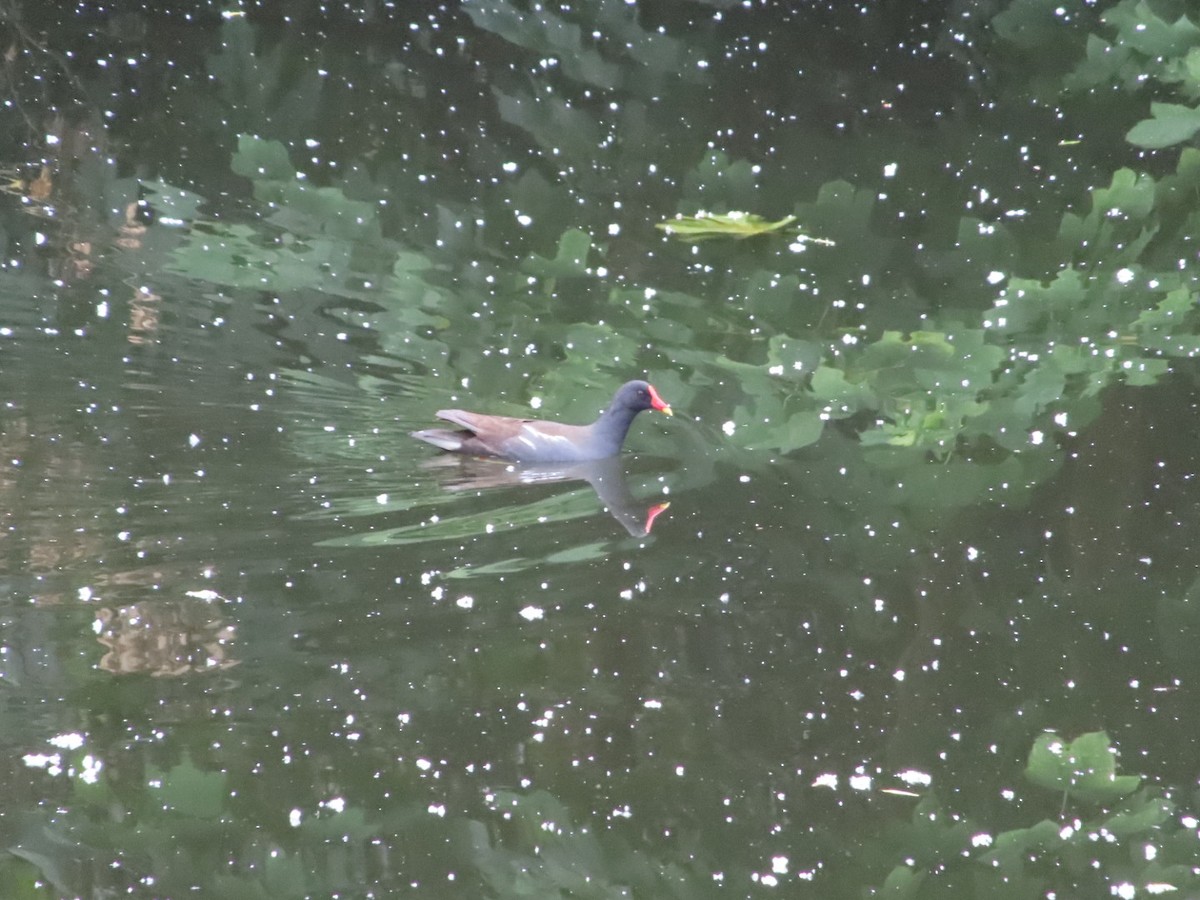 Eurasian Moorhen - ML620741489