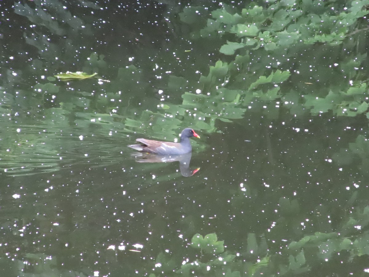 Eurasian Moorhen - Mel O'Hagan