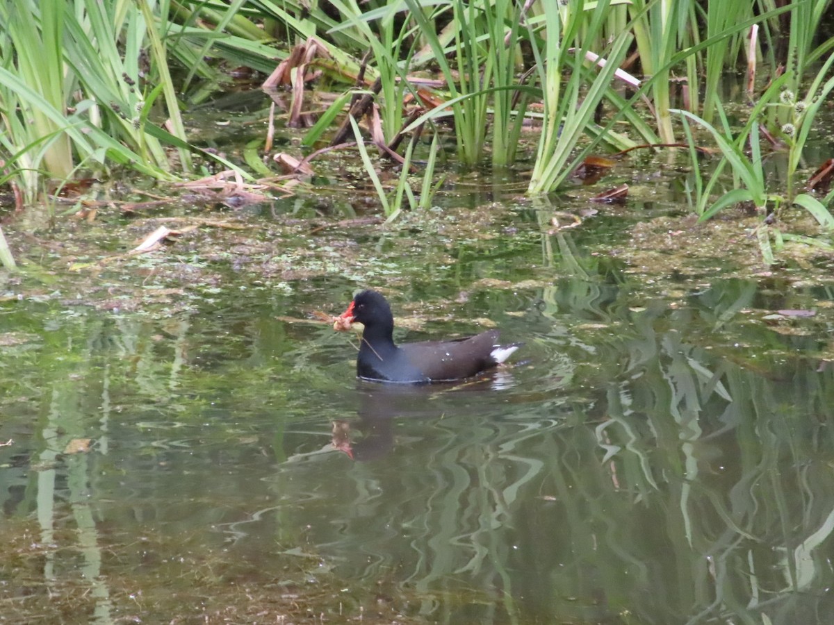 Eurasian Moorhen - ML620741492