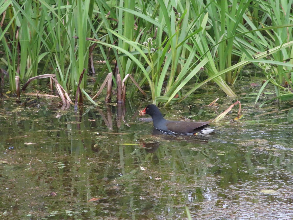 Eurasian Moorhen - ML620741493