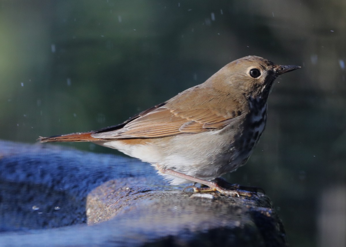 Hermit Thrush - ML620741494