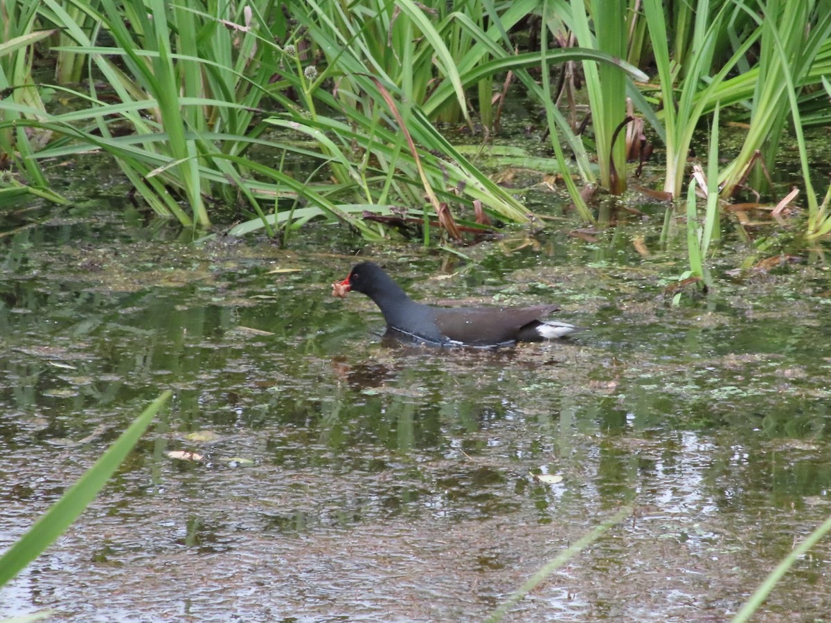 Eurasian Moorhen - ML620741495