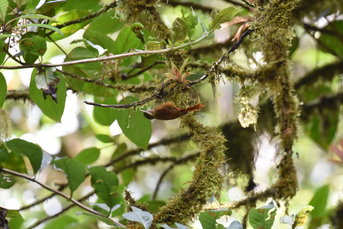 Ruddy Treerunner - ML620741497