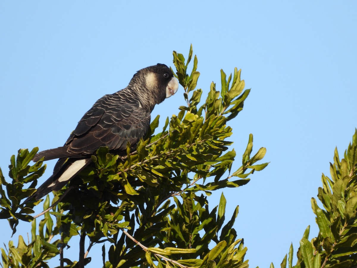 Carnaby's Black-Cockatoo - ML620741499