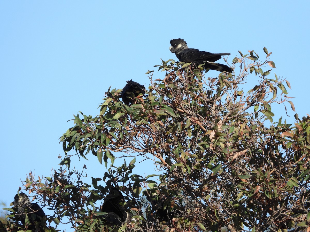 Carnaby's Black-Cockatoo - ML620741502