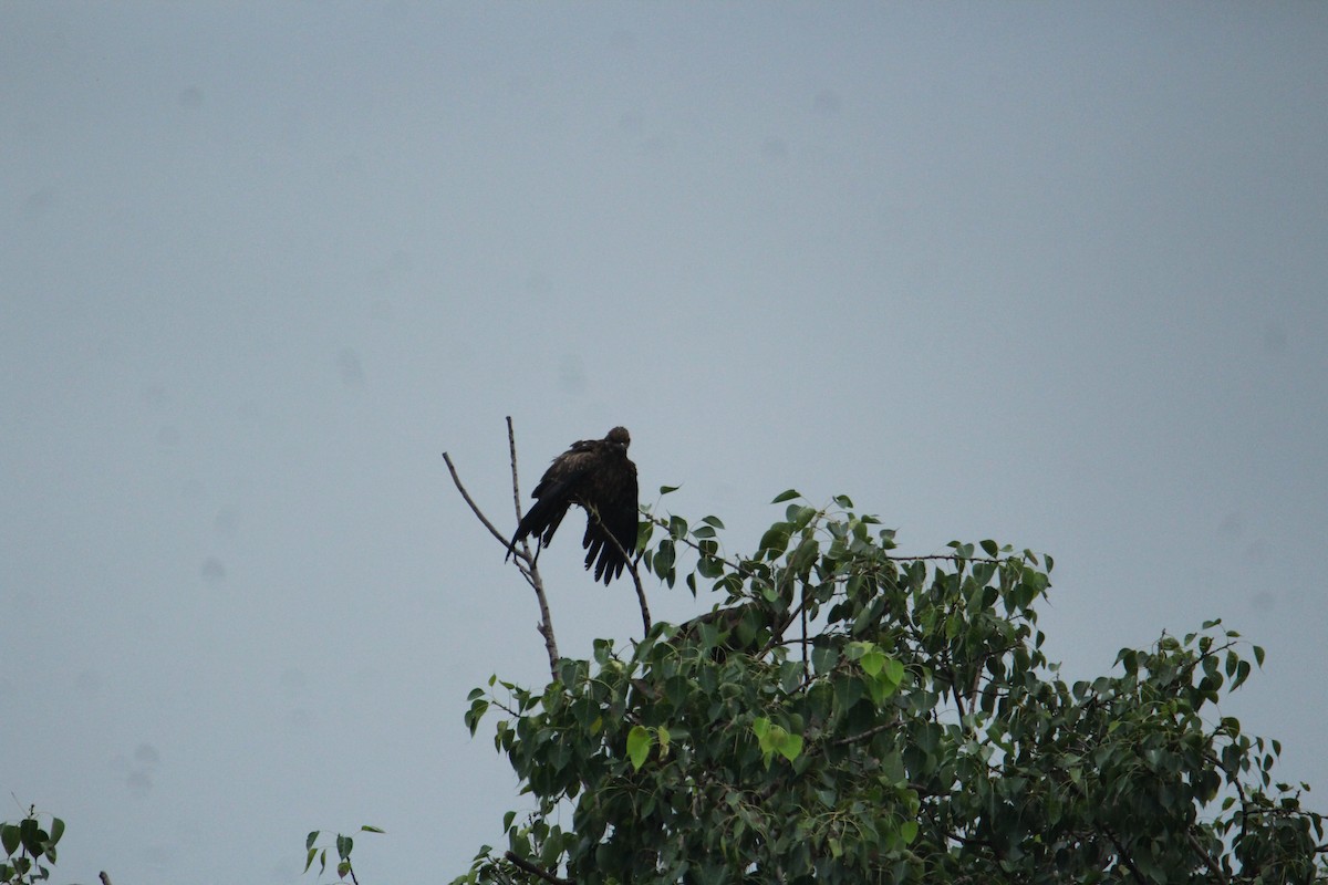 Pheasant-tailed Jacana - Karthick VS