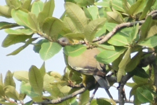 Yellow-footed Green-Pigeon - ML620741506