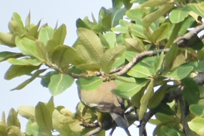 Yellow-footed Green-Pigeon - ML620741507