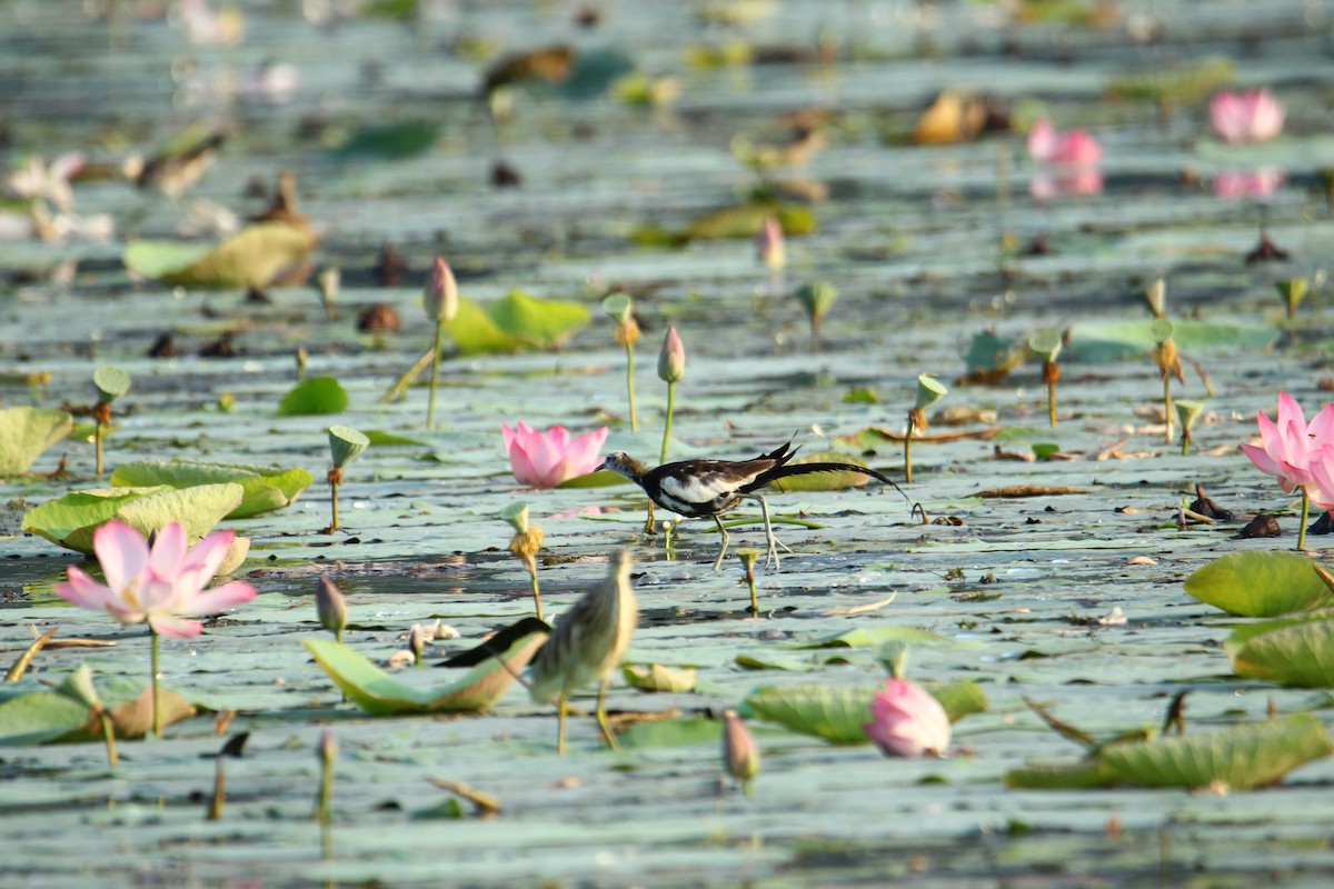 Pheasant-tailed Jacana - ML620741508