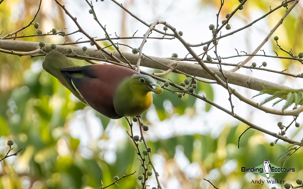 Ashy-headed Green-Pigeon - ML620741511