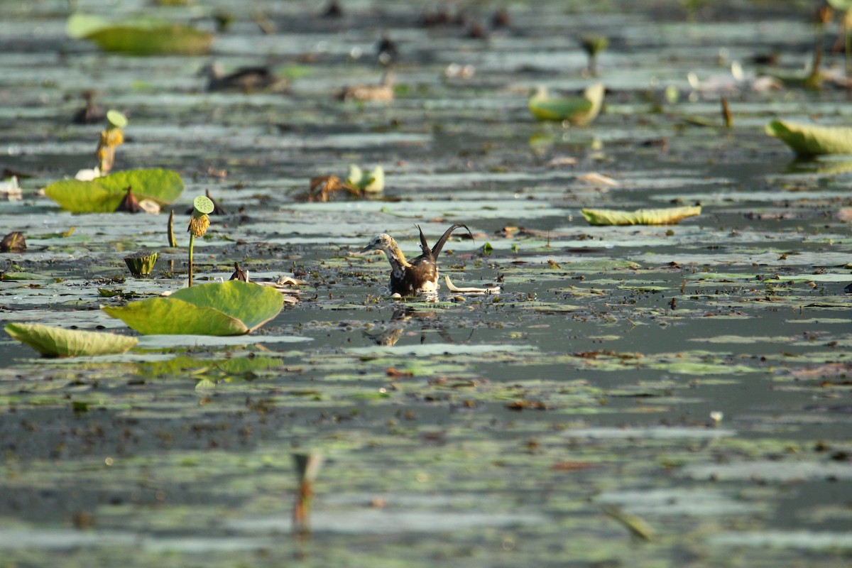 Pheasant-tailed Jacana - ML620741512