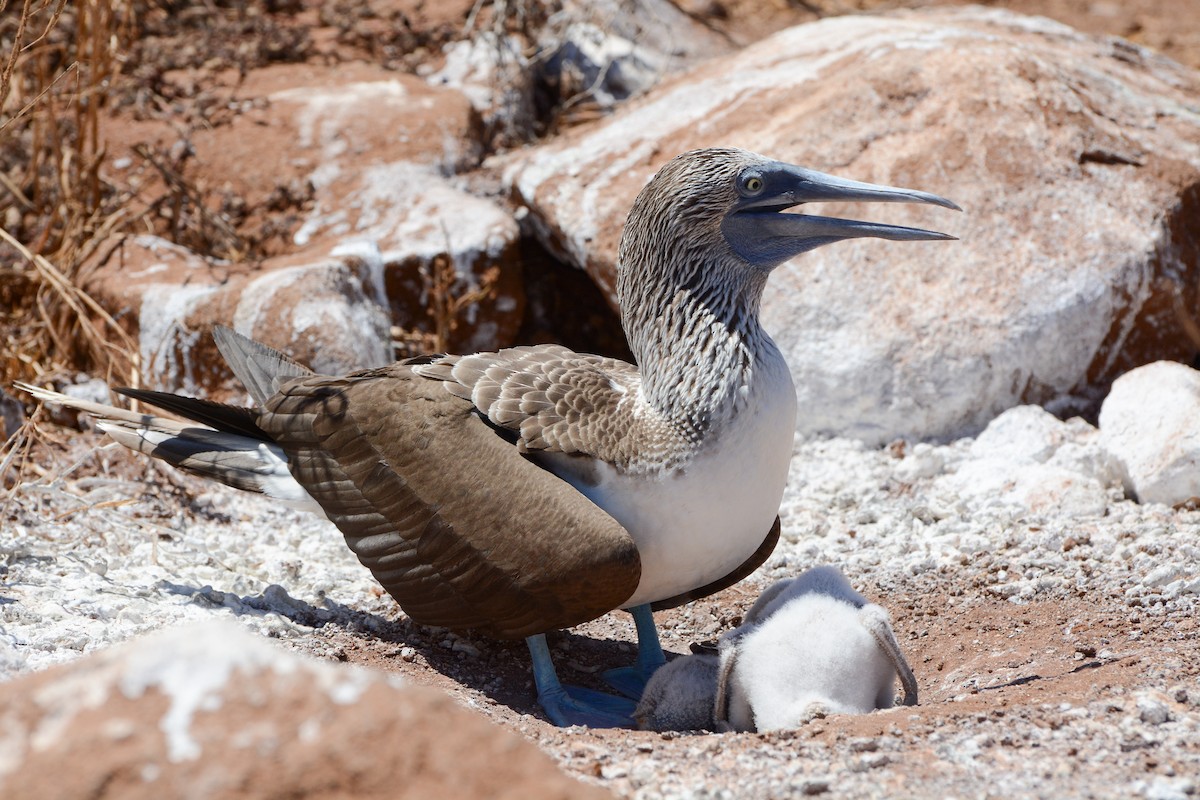 Blue-footed Booby - ML620741518