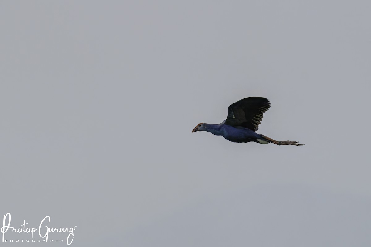 Gray-headed Swamphen - ML620741519