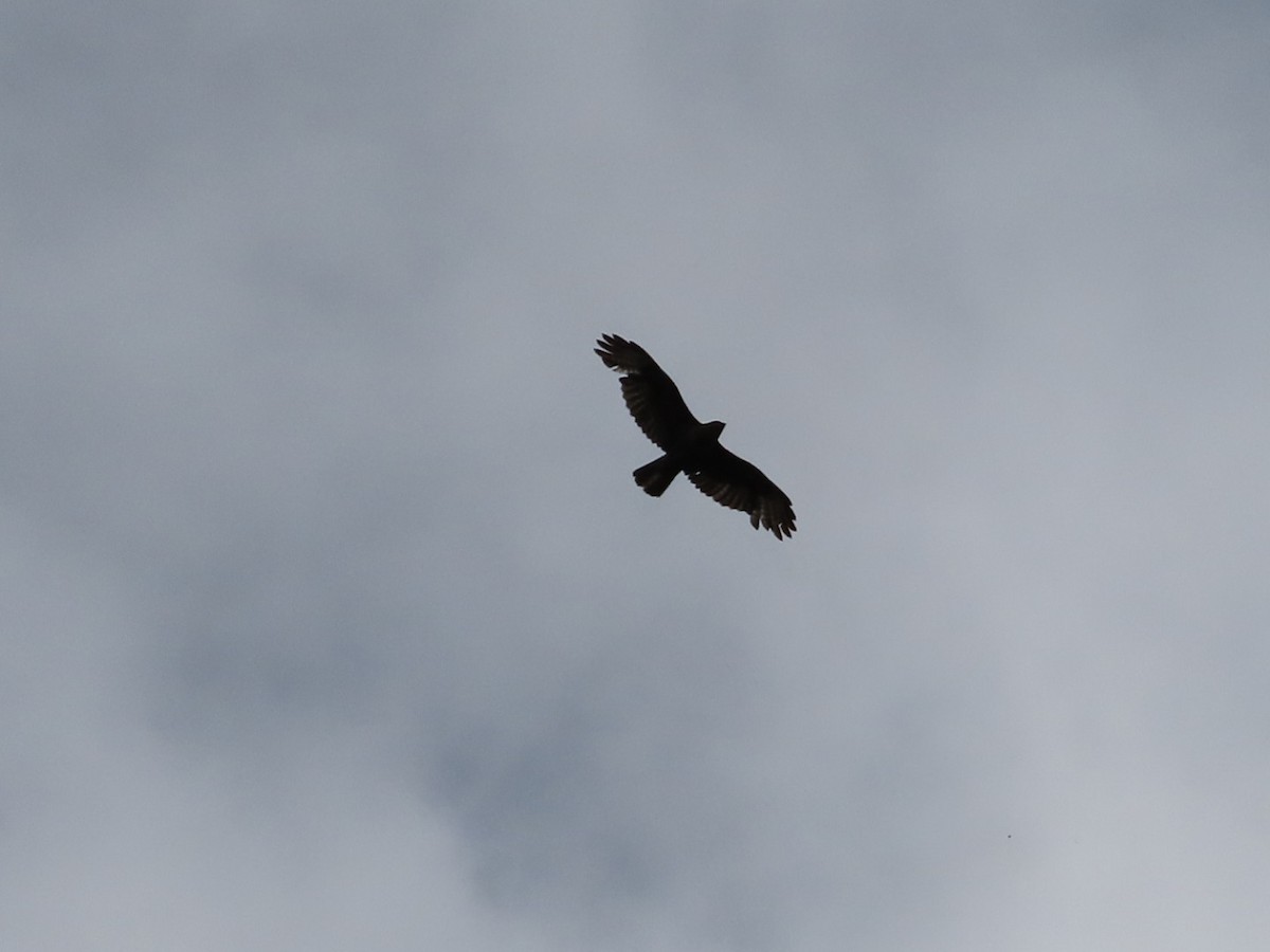 Common Buzzard - Mel O'Hagan