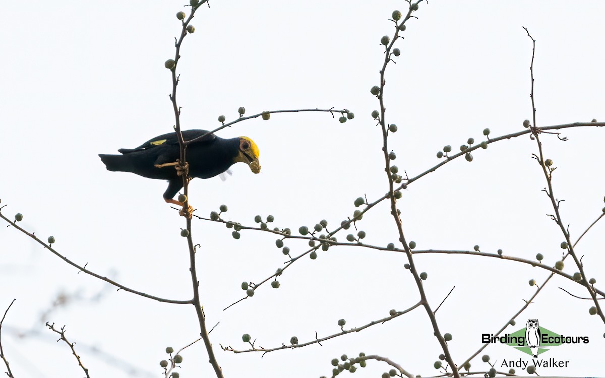 Golden-crested Myna - Andy Walker - Birding Ecotours