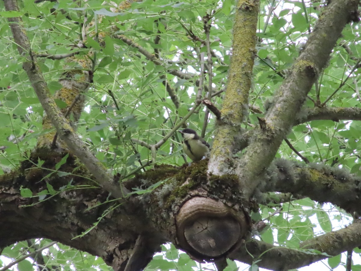 Great Tit - ML620741546